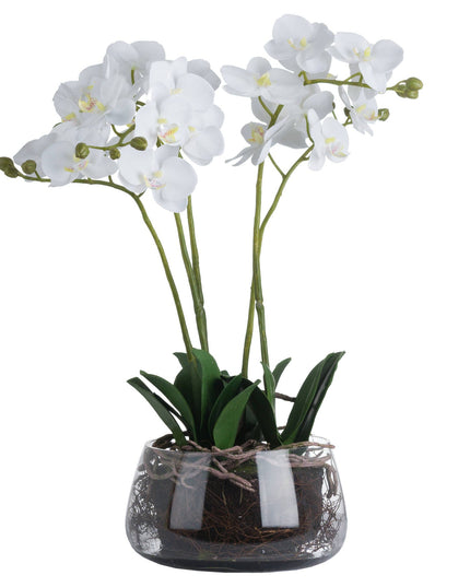 White Orchid In Glass Pot