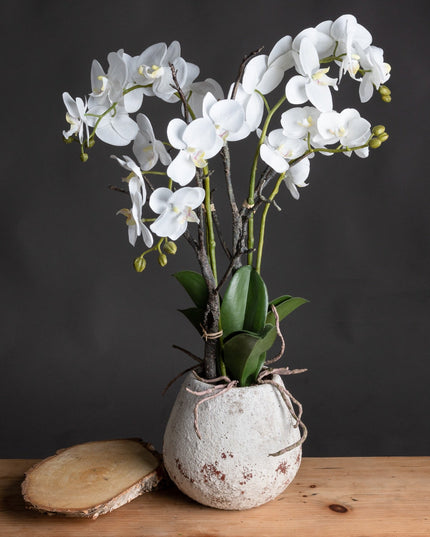 White Orchid In Stone Pot