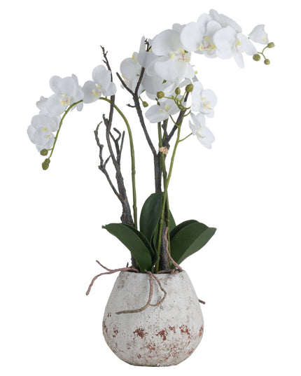 White Orchid In Stone Pot