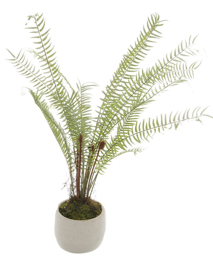 White Potted Boston Fern