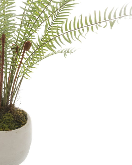 White Potted Boston Fern