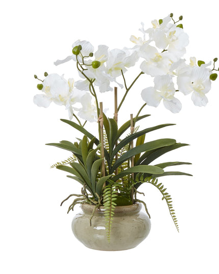White Vanda Orchid Plant In Ceramic Pot