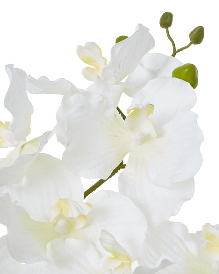 White Vanda Orchid Plant In Ceramic Pot