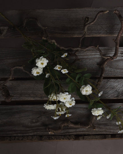 White Wild Meadow Rose