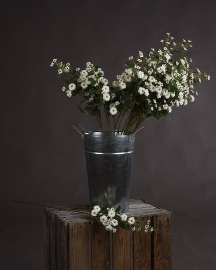 White Wild Meadow Rose